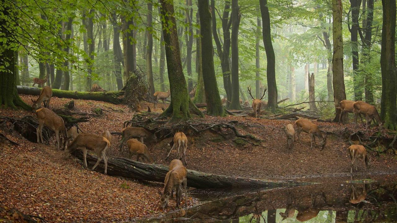 Witte Berken Natuurhotel 에페 외부 사진